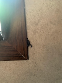 Scorpion on the bathroom wall