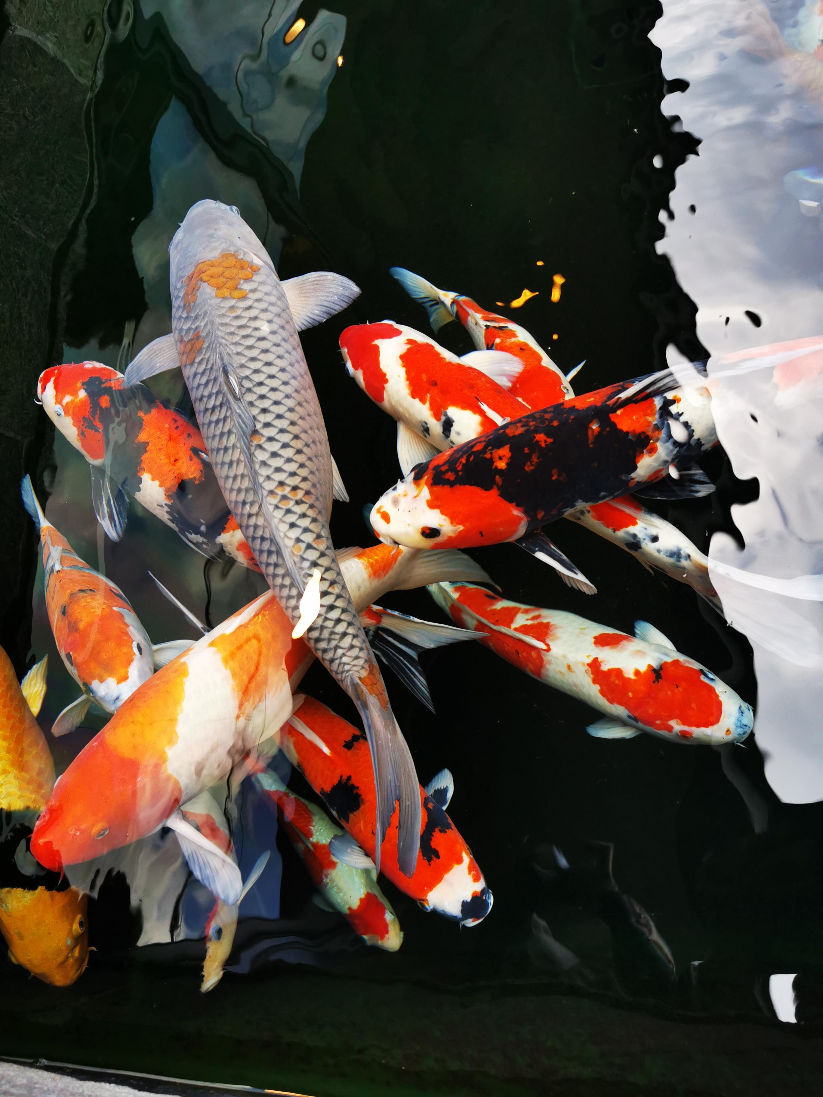 Vi ble møtt av disse utenfor hotellet 😊