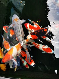 Vi ble møtt av disse utenfor hotellet 😊