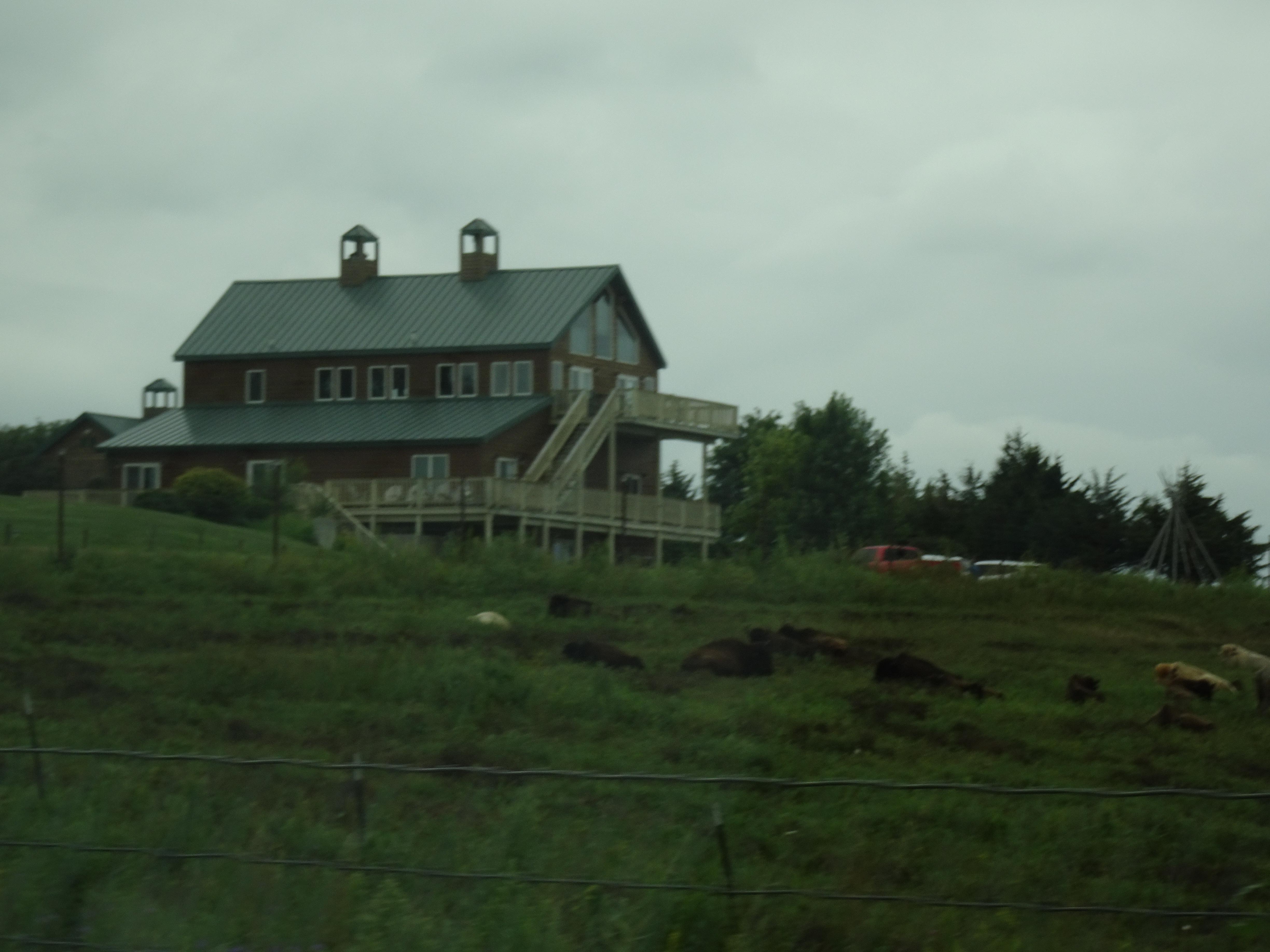 The bison herd was up near the lodge when we arrived.