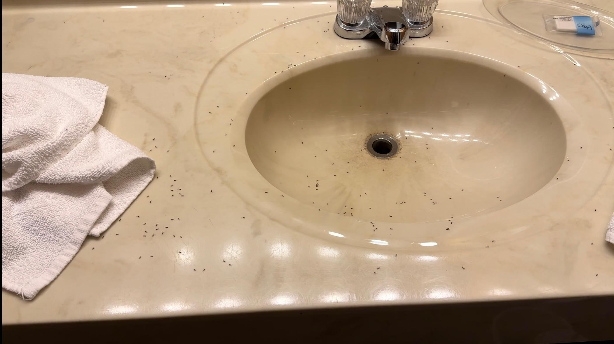 Ants on sink