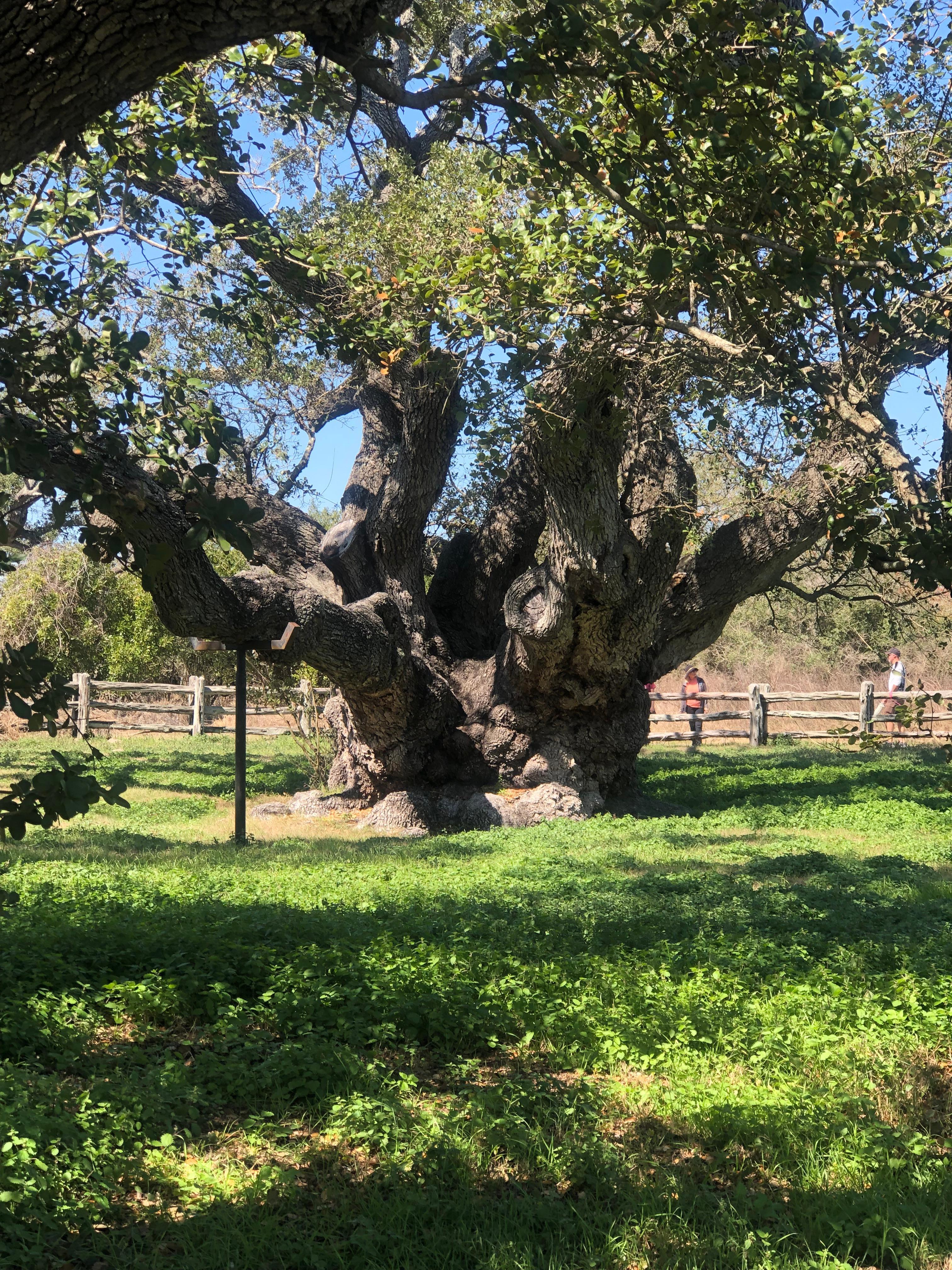 The Big Tree nearby