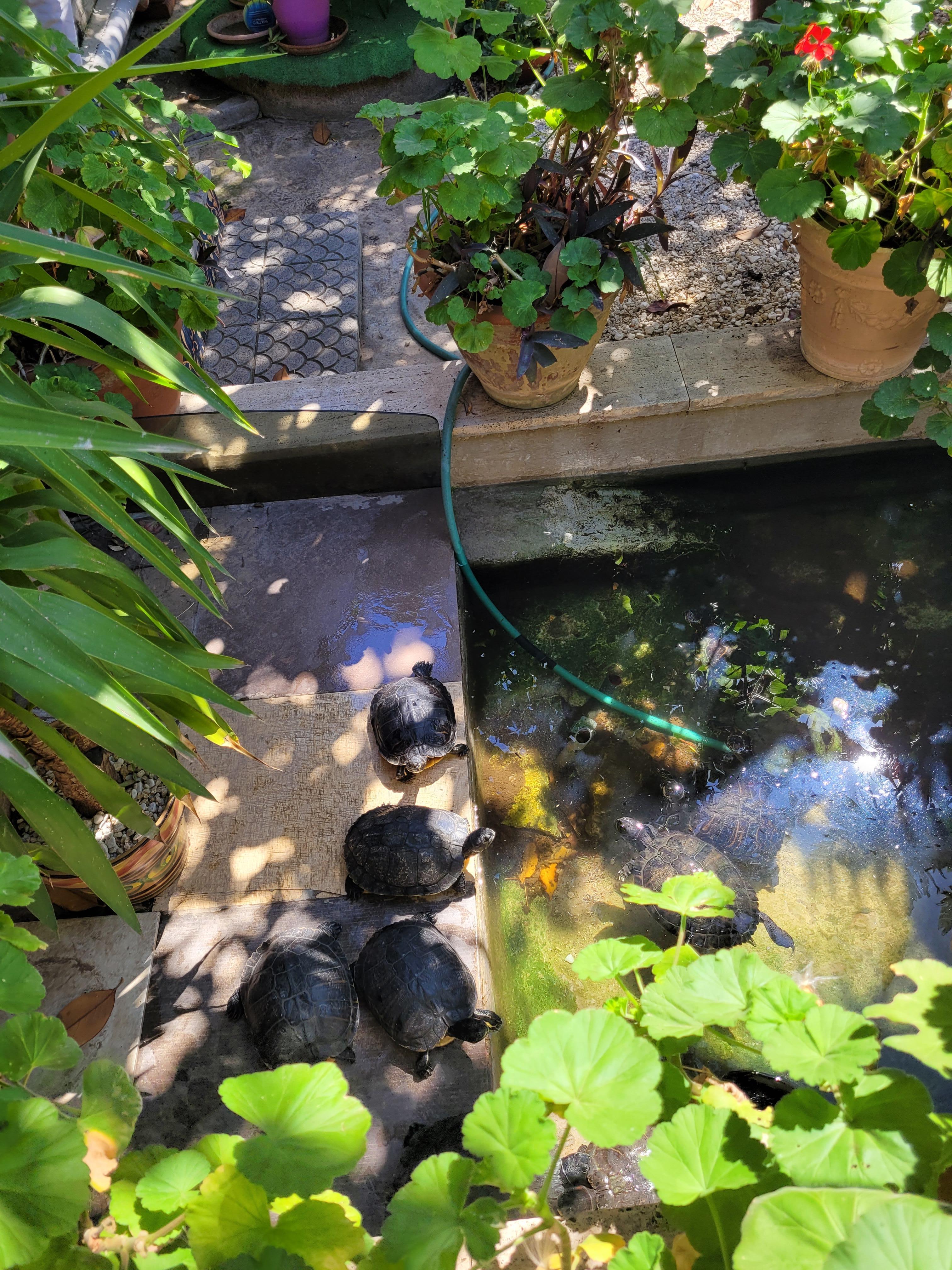 Turtles in the garden pond