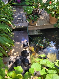 Turtles in the garden pond