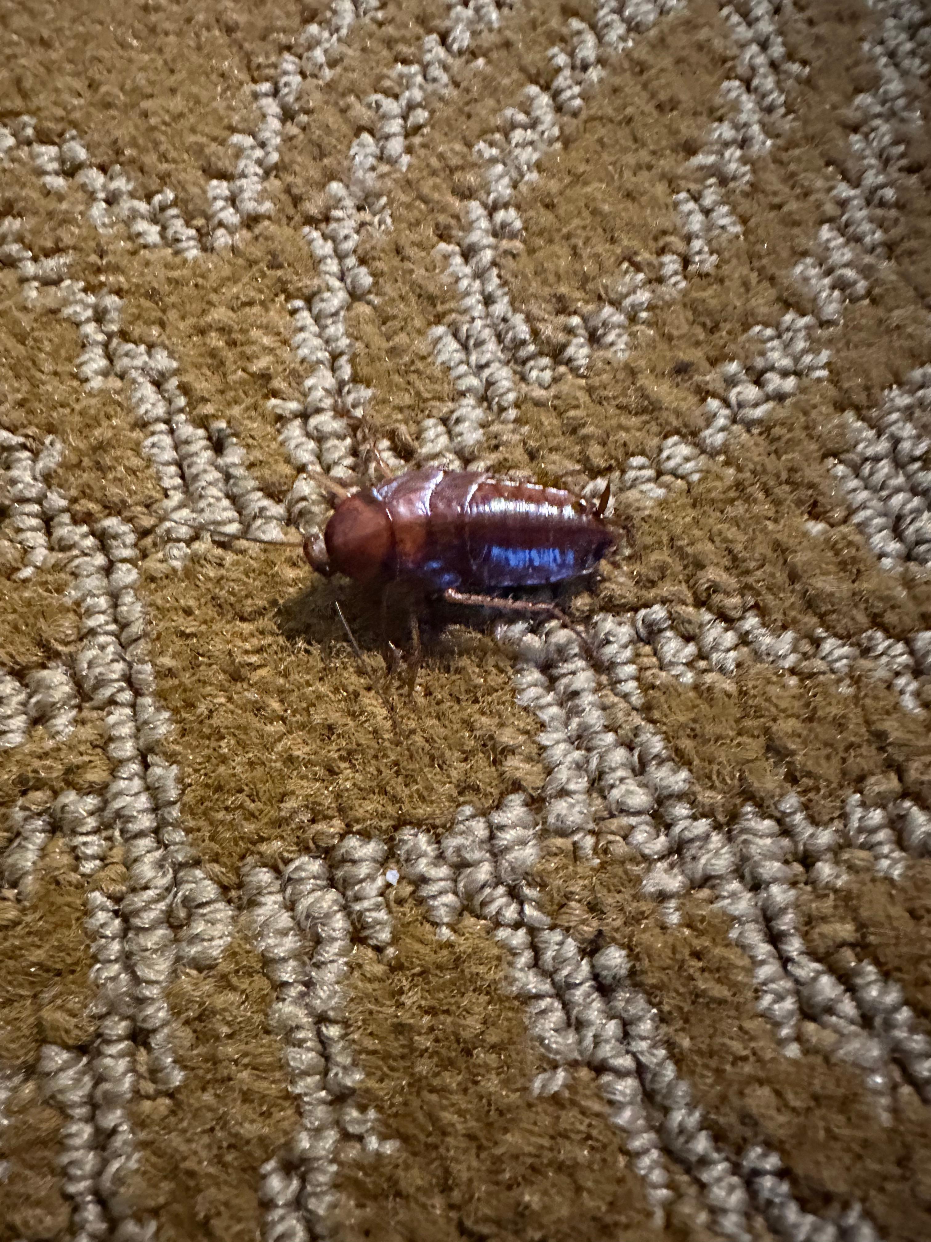 Cockroach in room #216