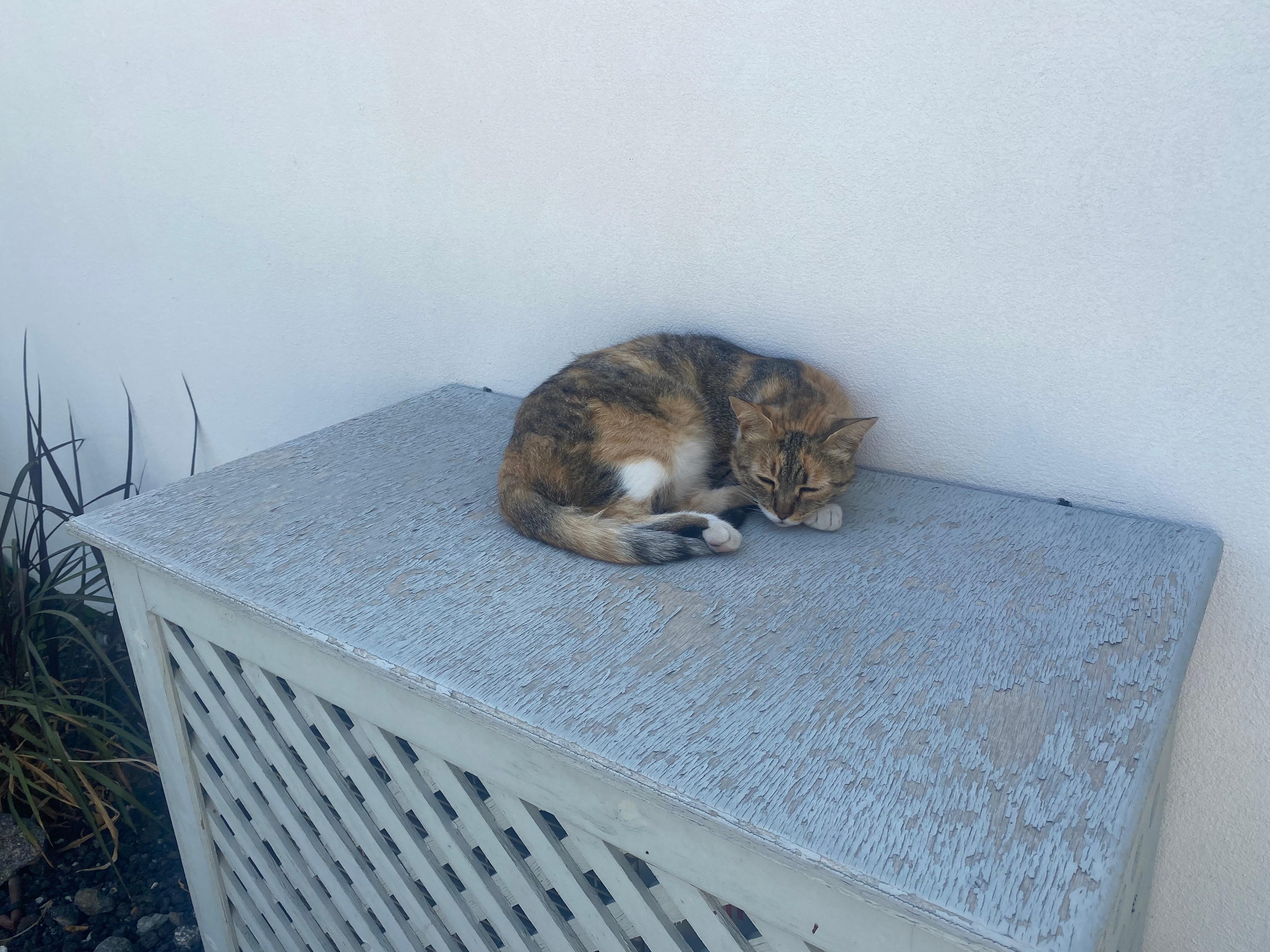 Cappuccino the friendly hotel cat 