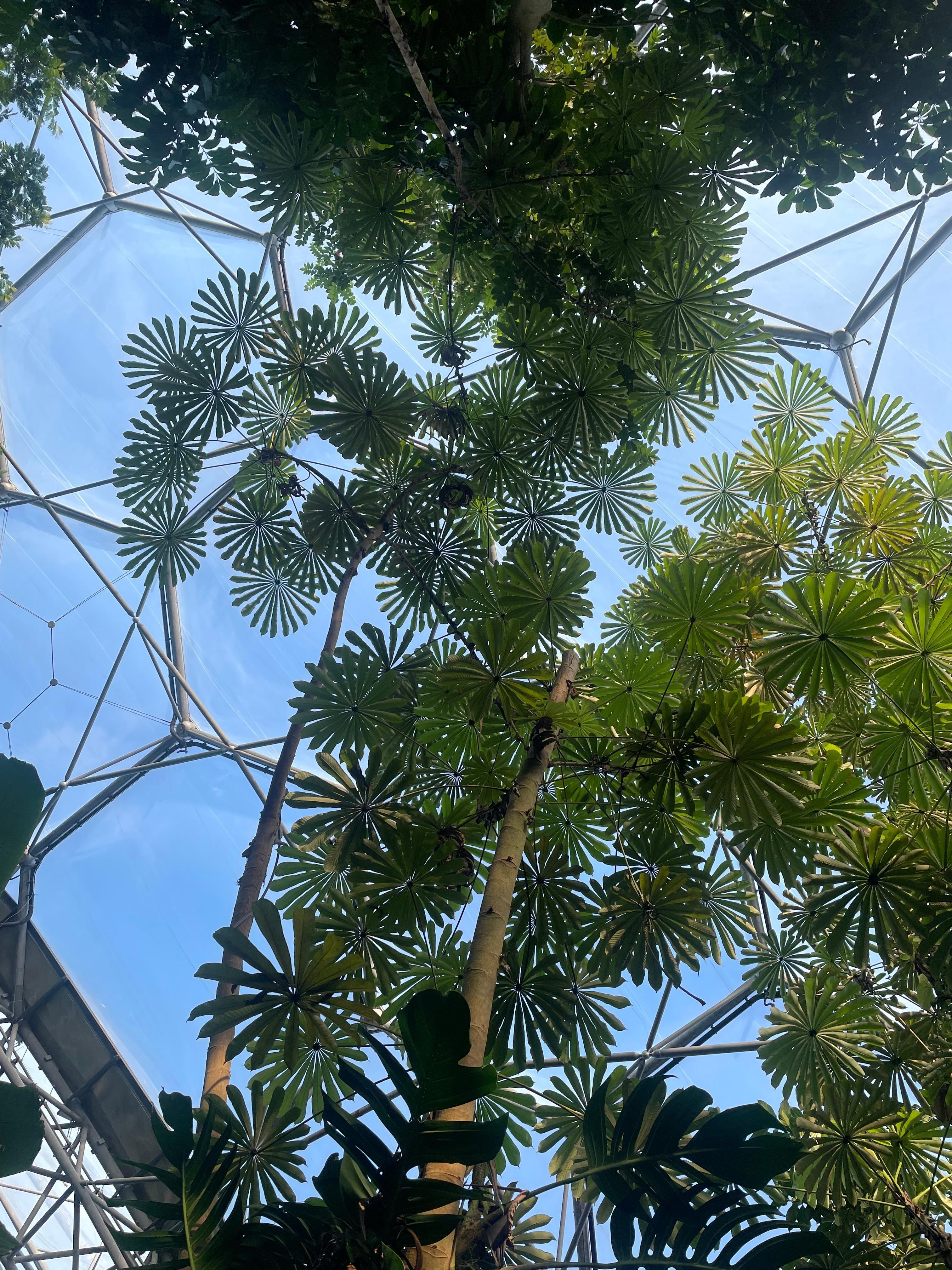 Rainforest dome