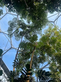 Rainforest dome