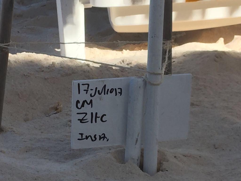 Turtle nest