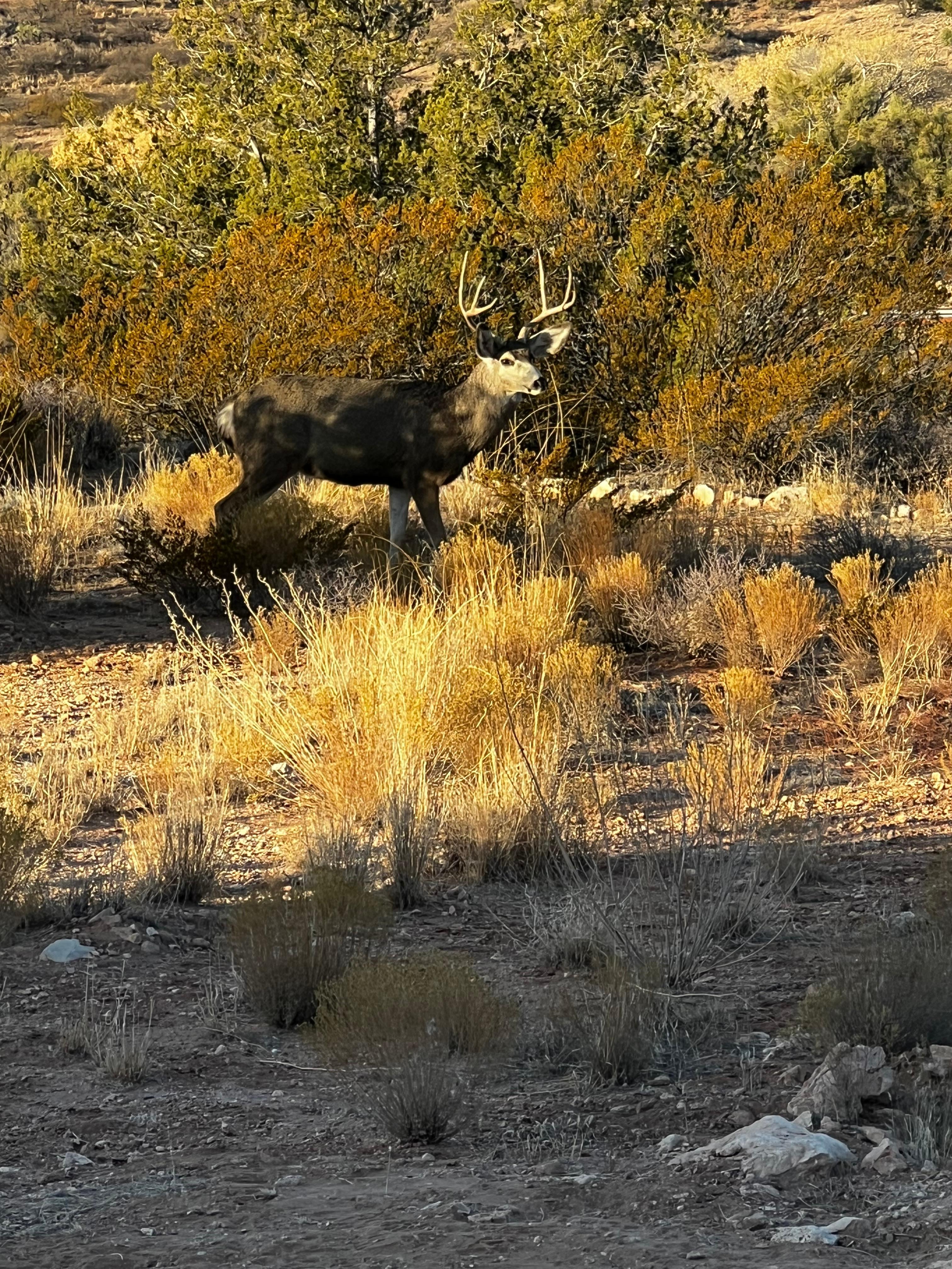 Wildlife right off our patio 