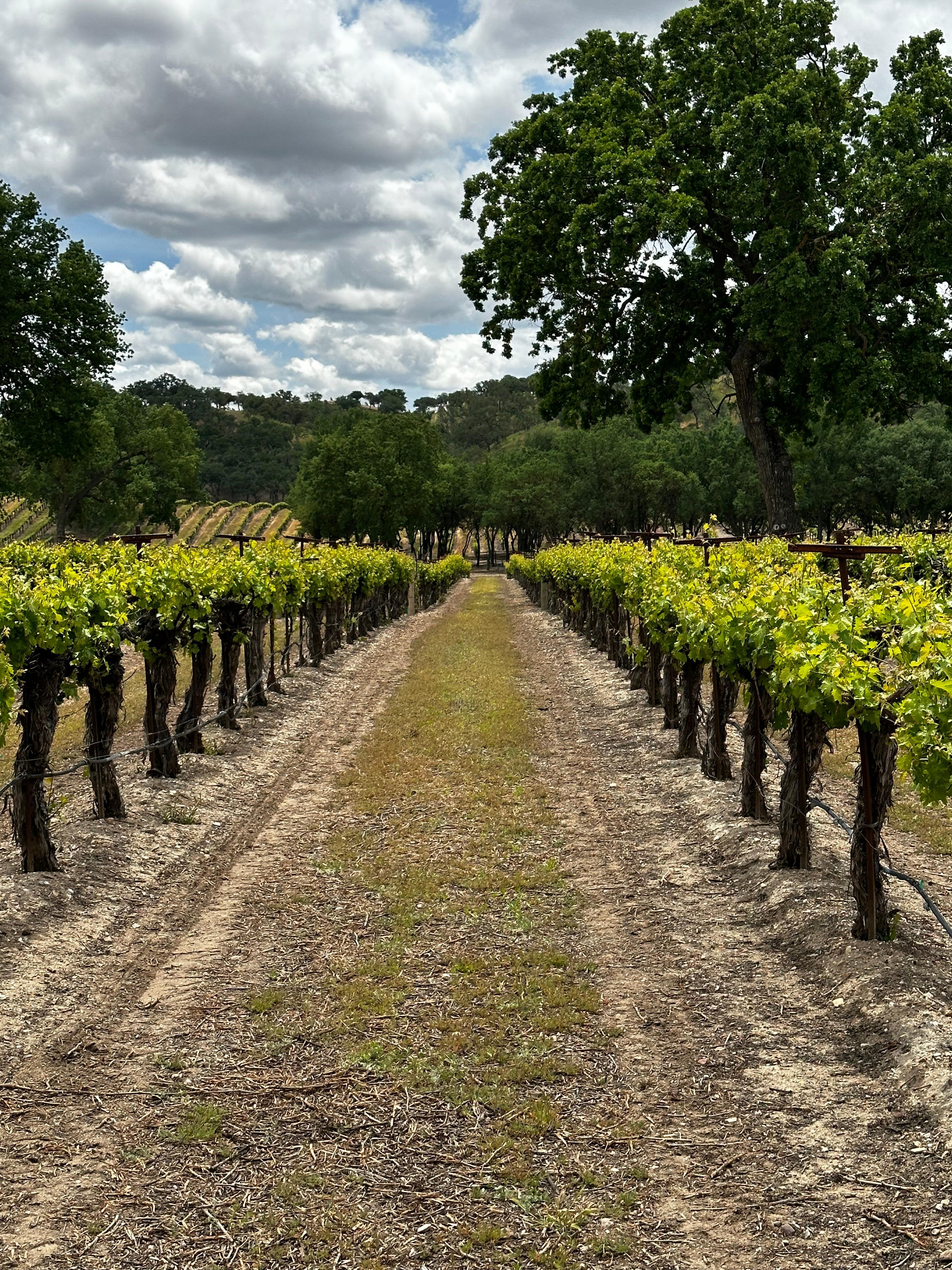 Vineyards at Sculpterra 