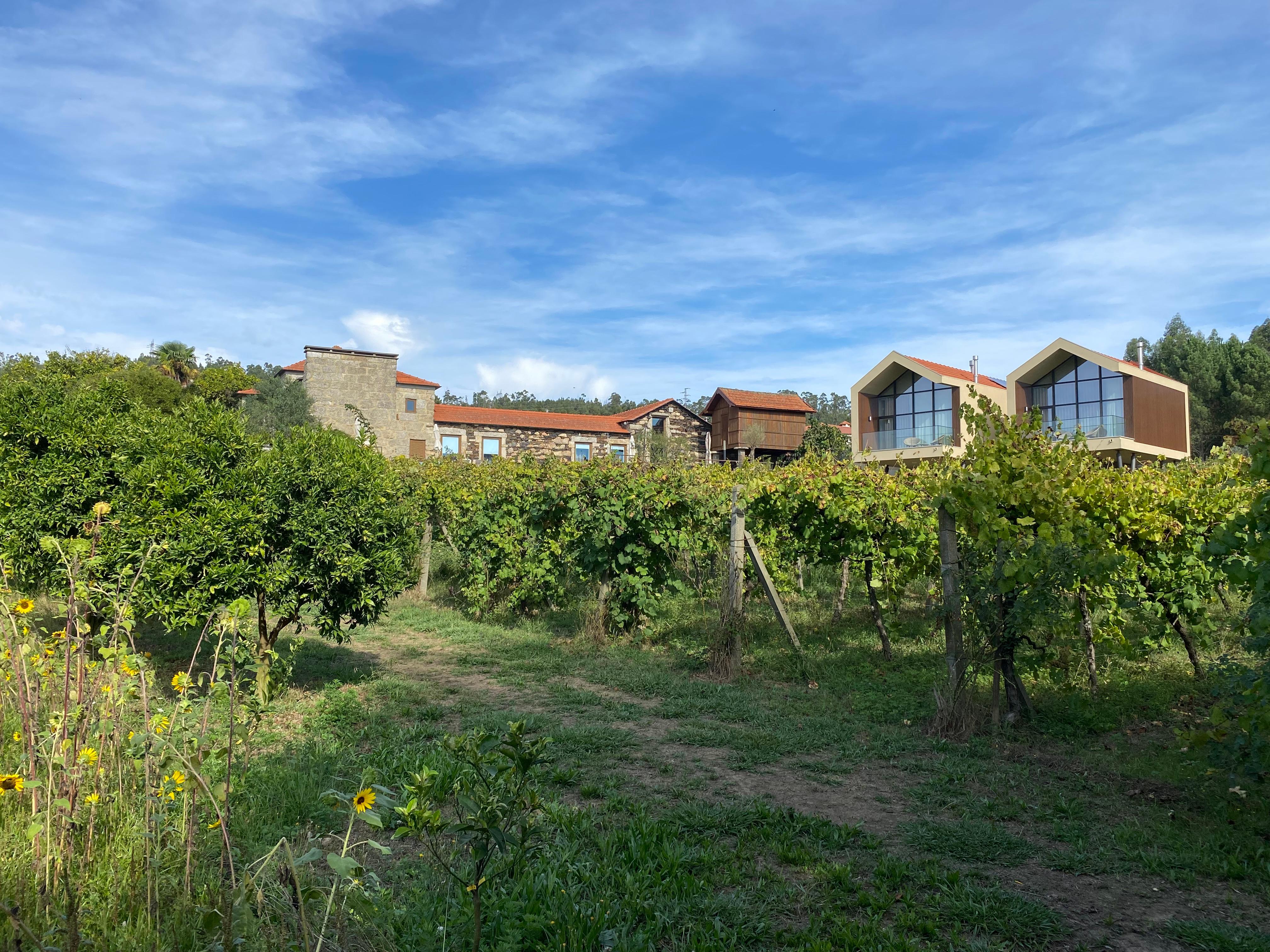 View of the house from the vineyard