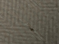 Holes in the bed comforter