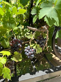 These are grapes wrapped around the staircase leading to our room.