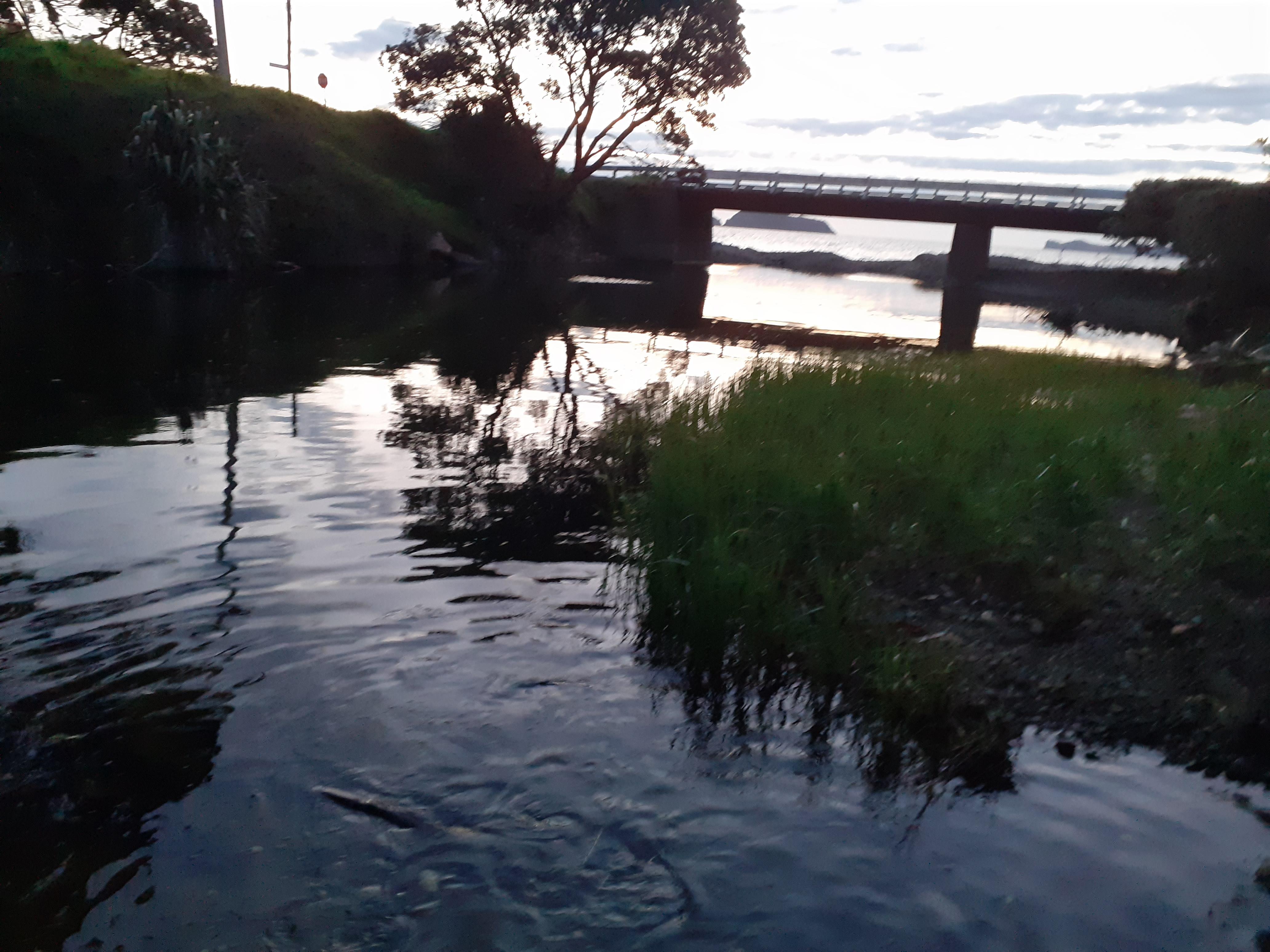 Lovely lagoon containing eels