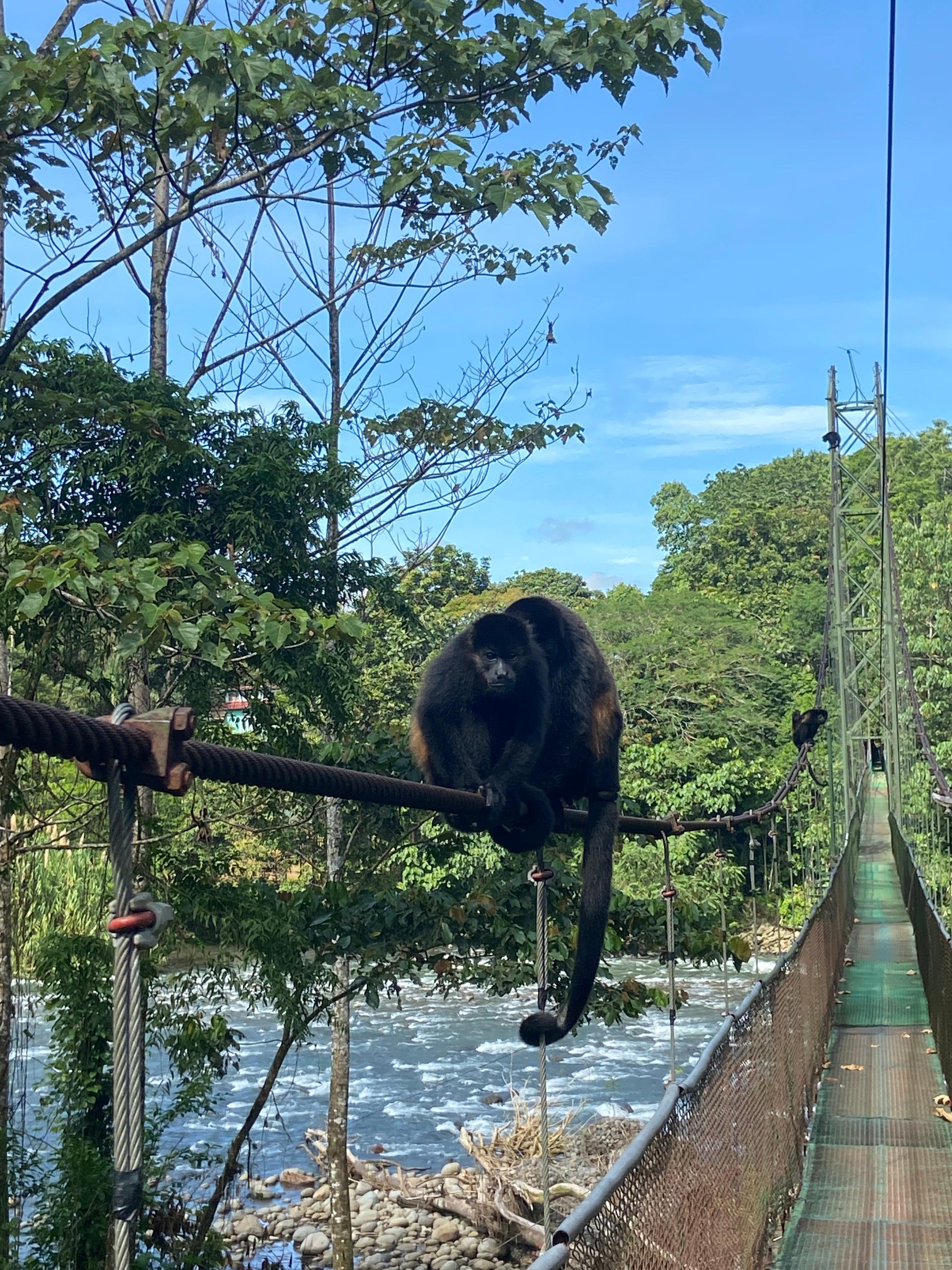 Monkeys on the bridge accross Sarapiqui river (between the lodges and the reserve)