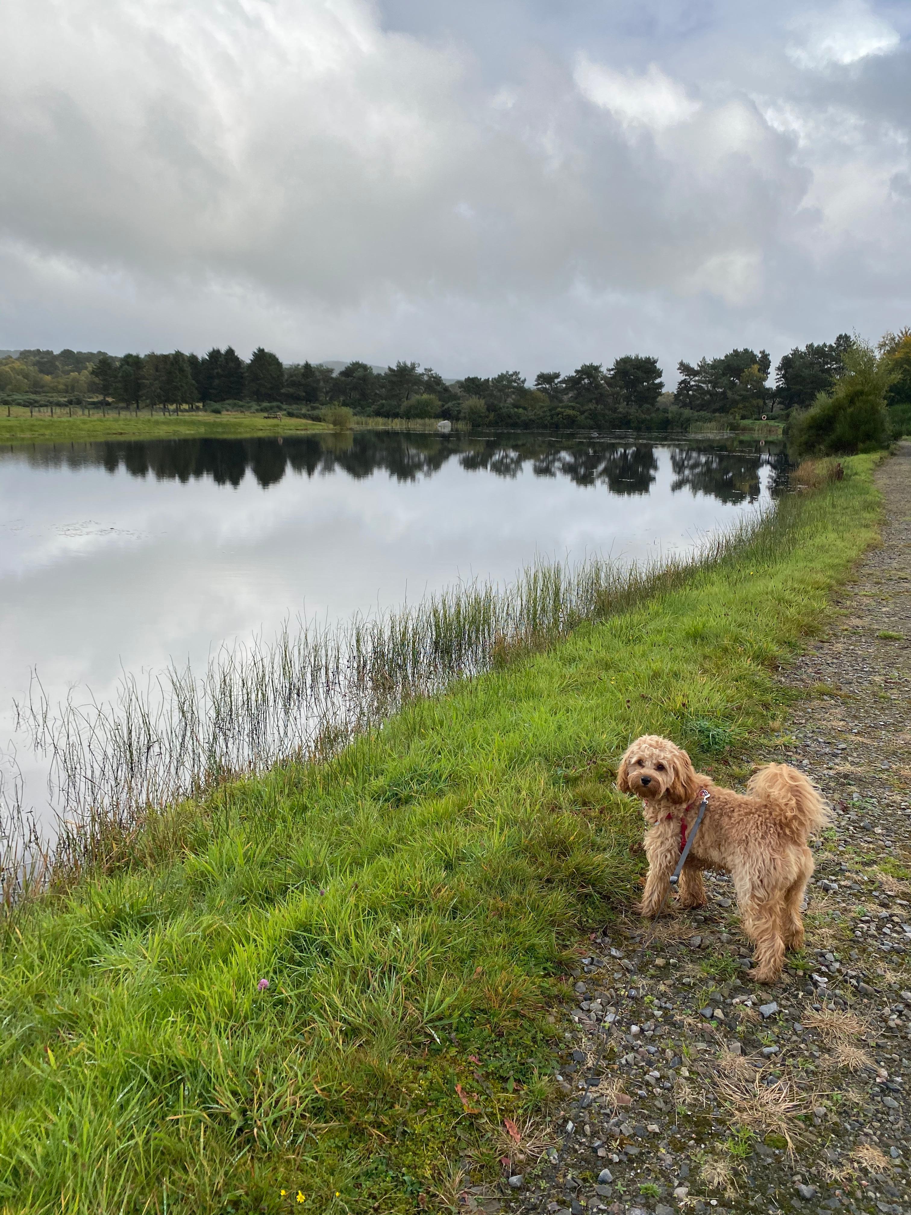 The dog enjoyed the walks around the nearby lake