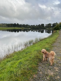 The dog enjoyed the walks around the nearby lake