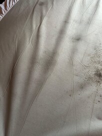 Mold on bed