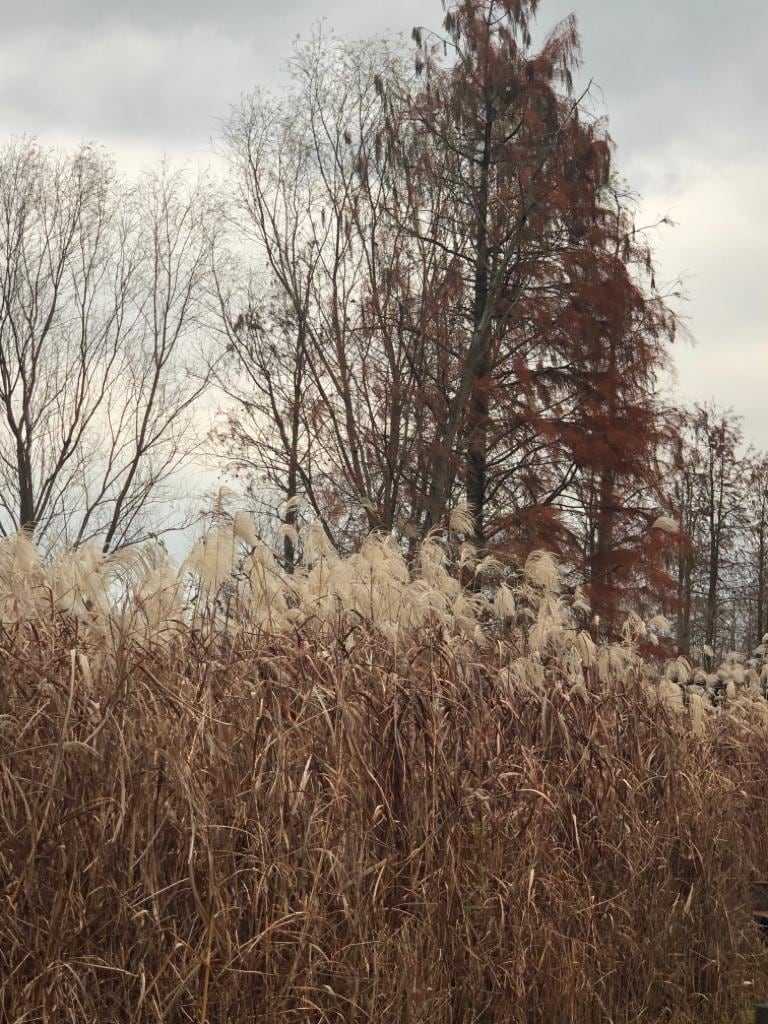 西溪國家濕地公園