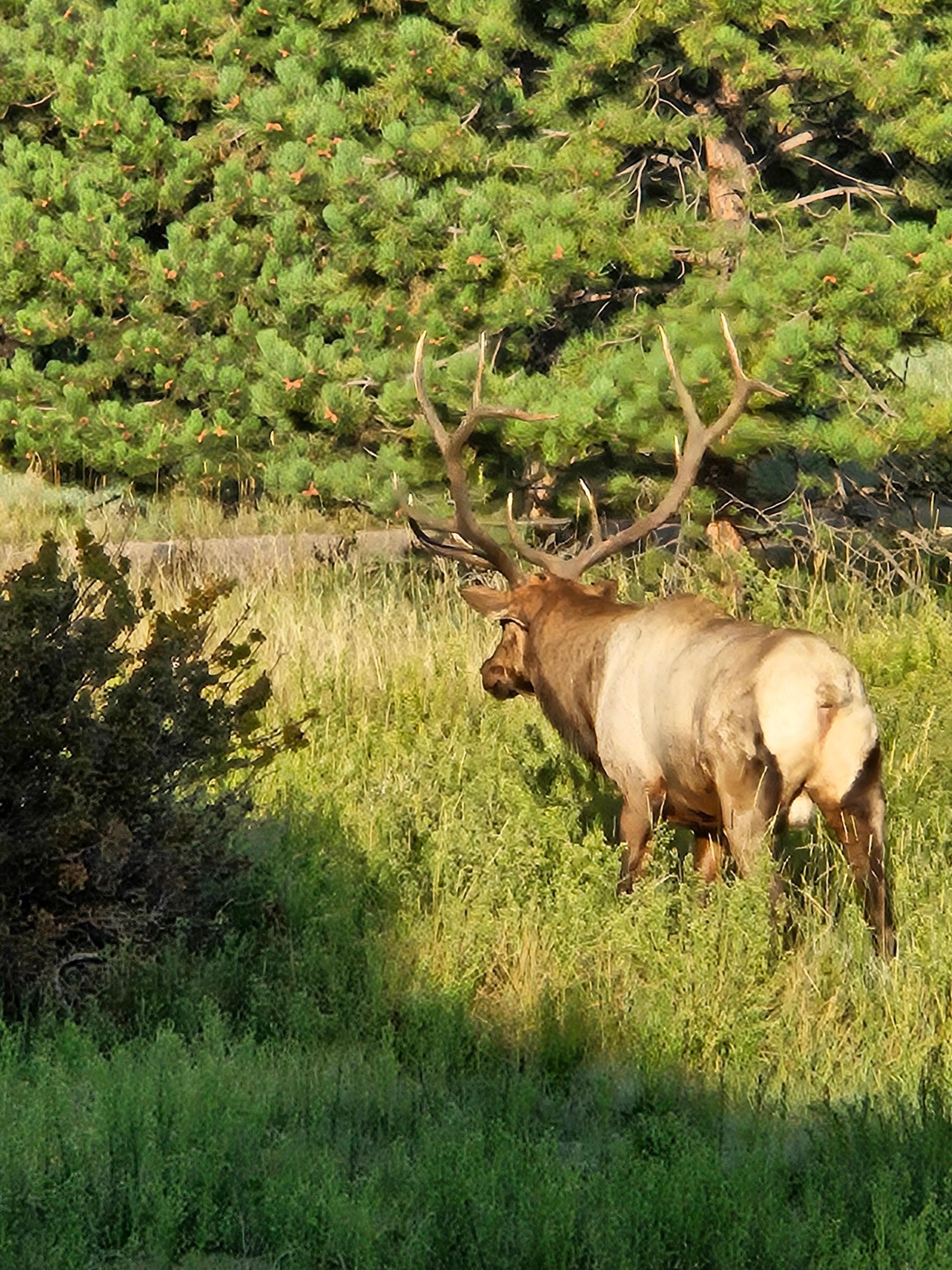 Bull Elk gathering his harem. 