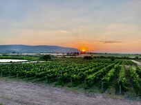 Los viñedos desde la terraza del Terruño (restaurant)