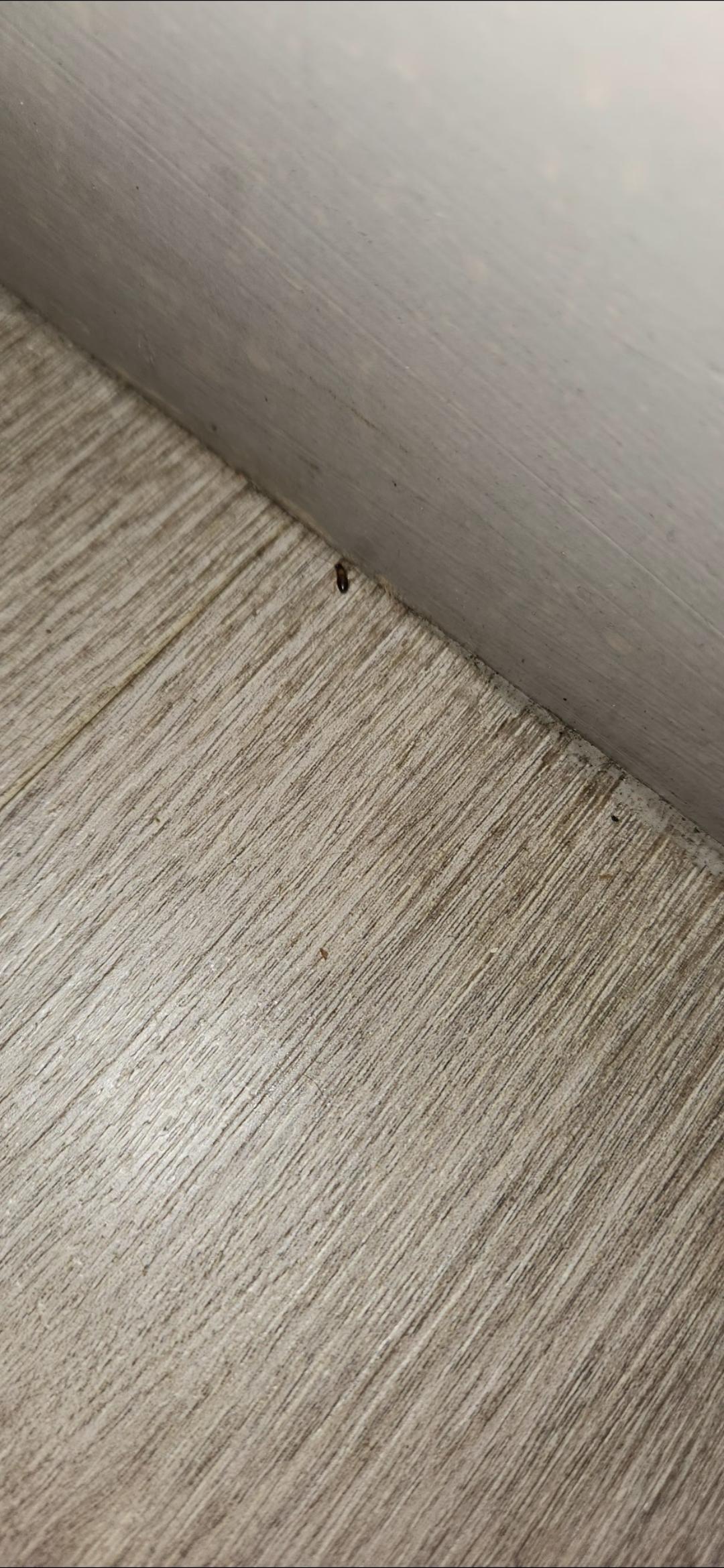 floor by door and one of many roaches