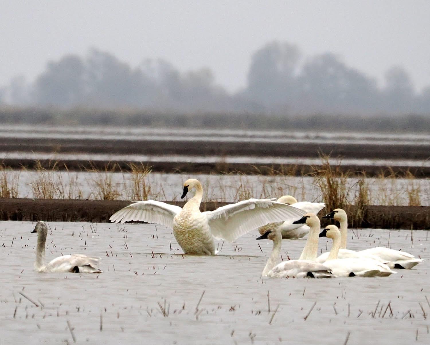 Tundra swans in the rice fields