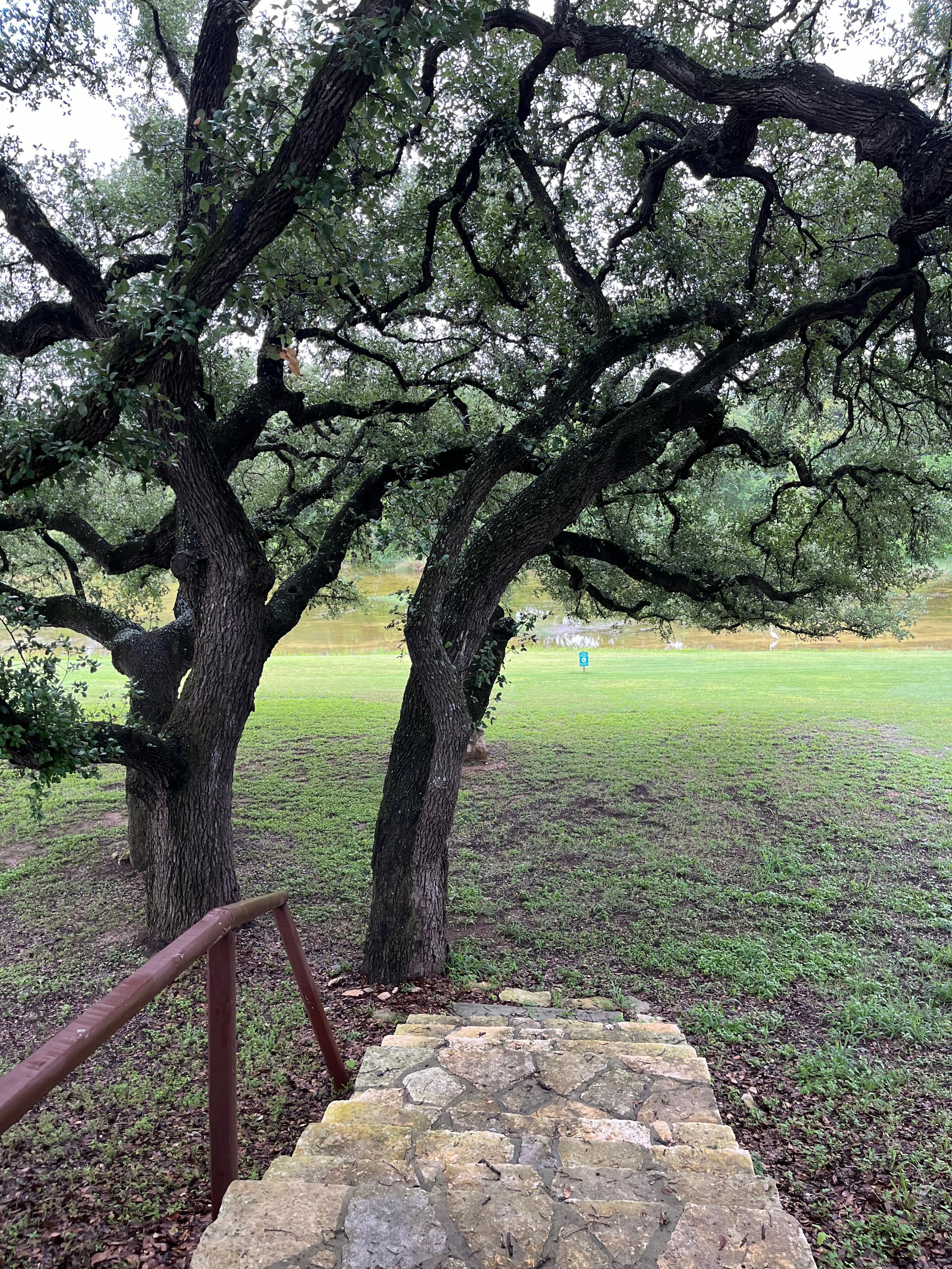 Looking out the back to the Blanco River 