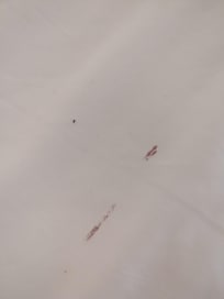 Cormoran Tulum bedbugs blood-stained sheets