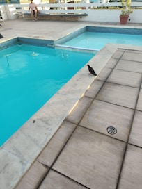 Piscina - borda com fezes