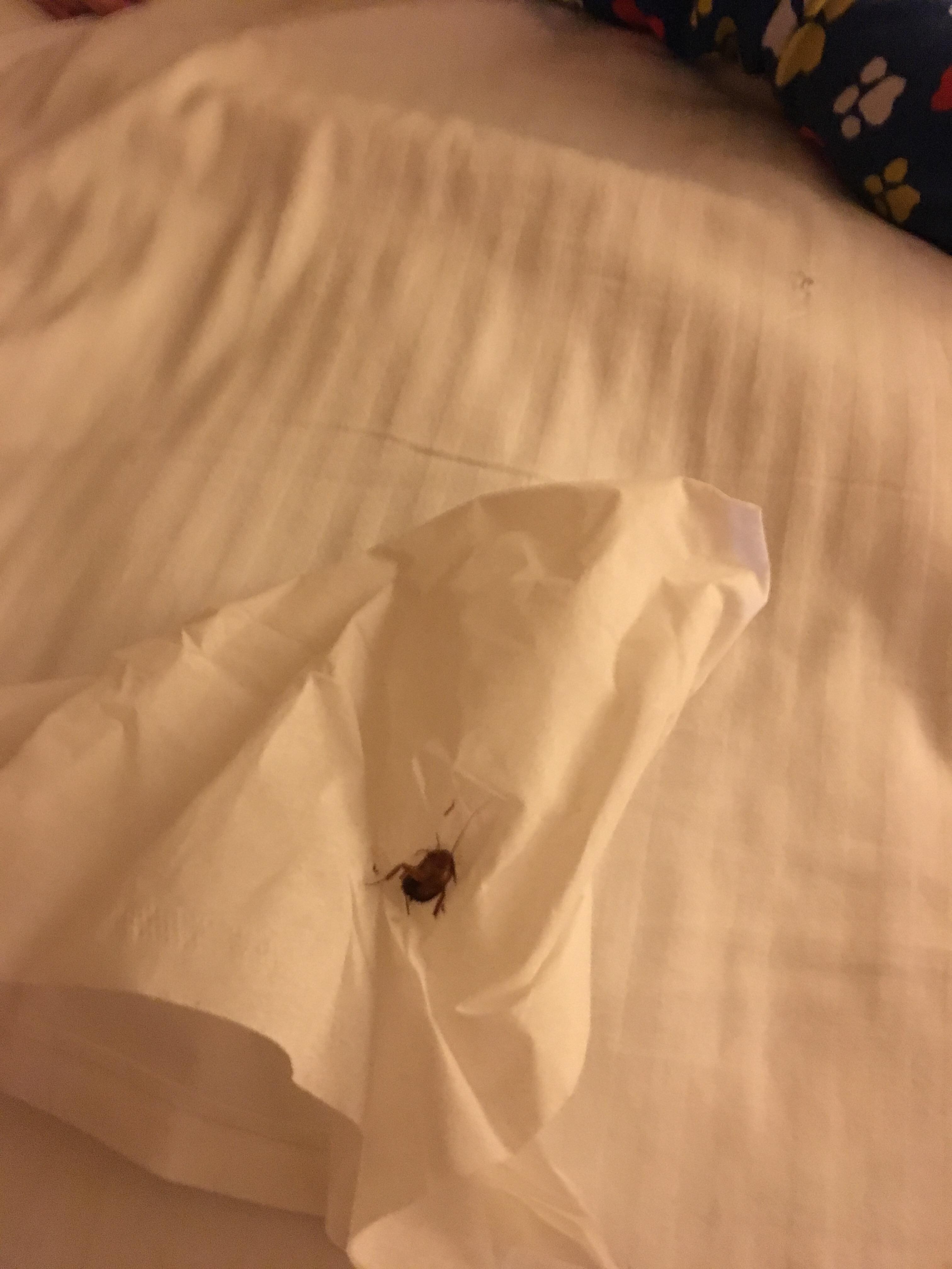 Roach hotel