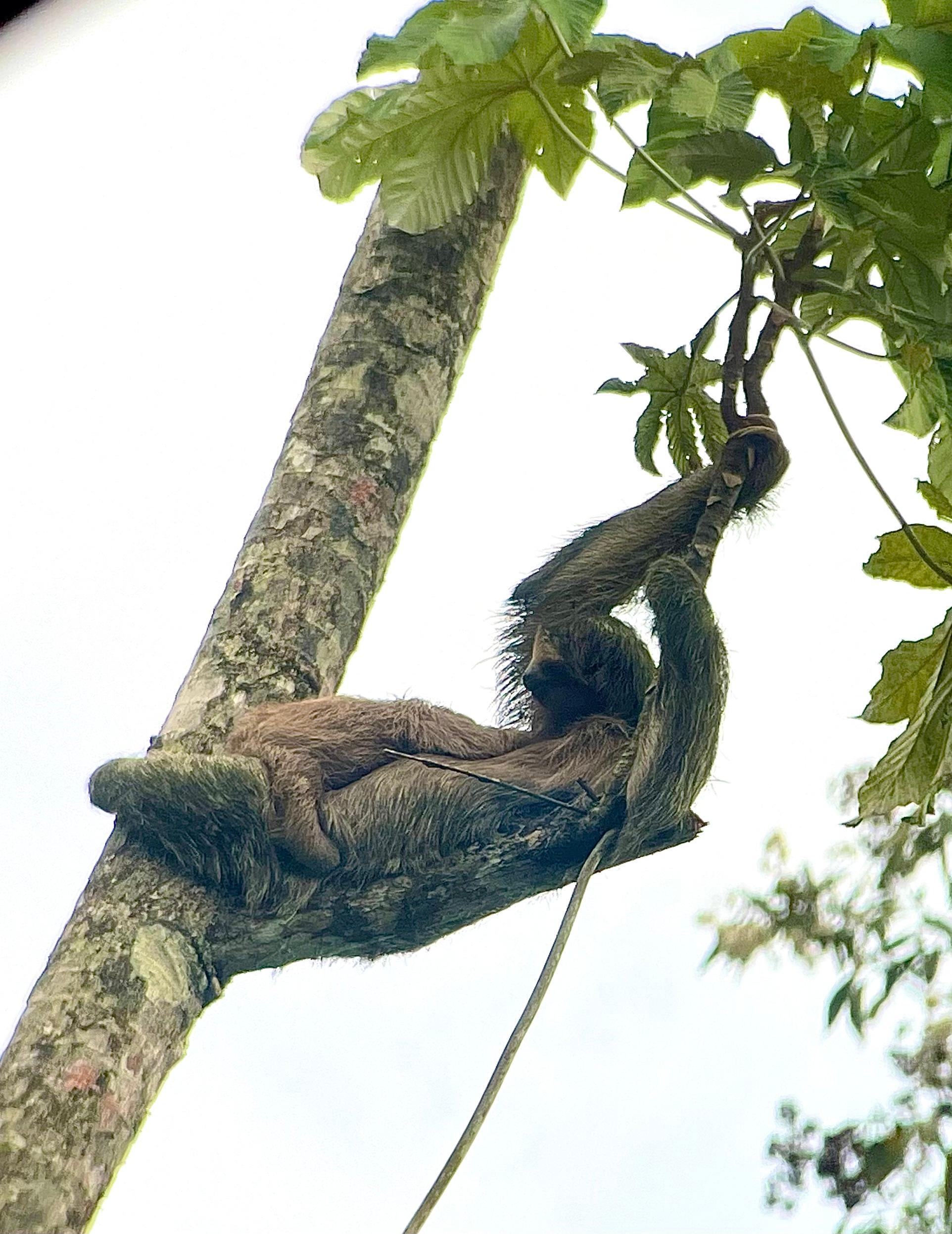 Local sloth tour