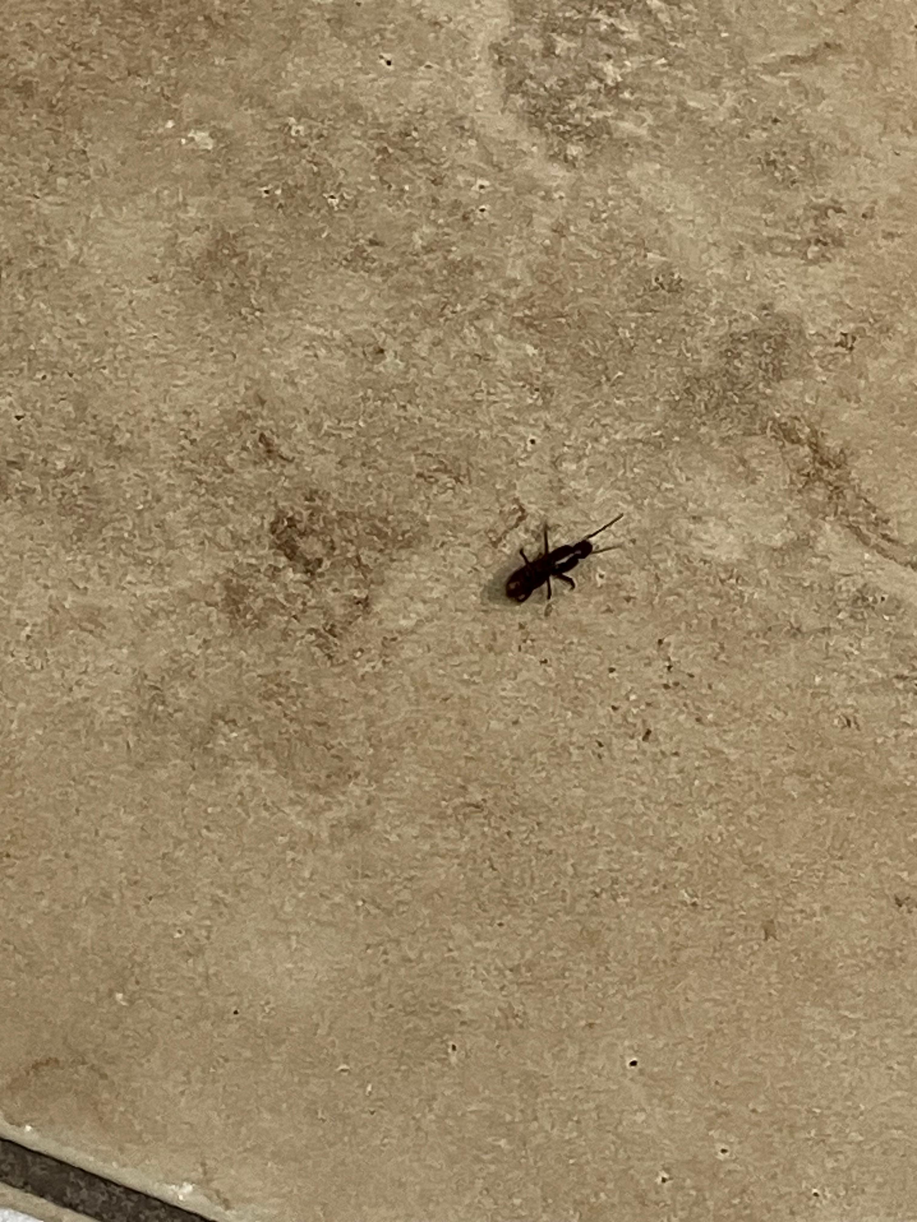 Black bug 