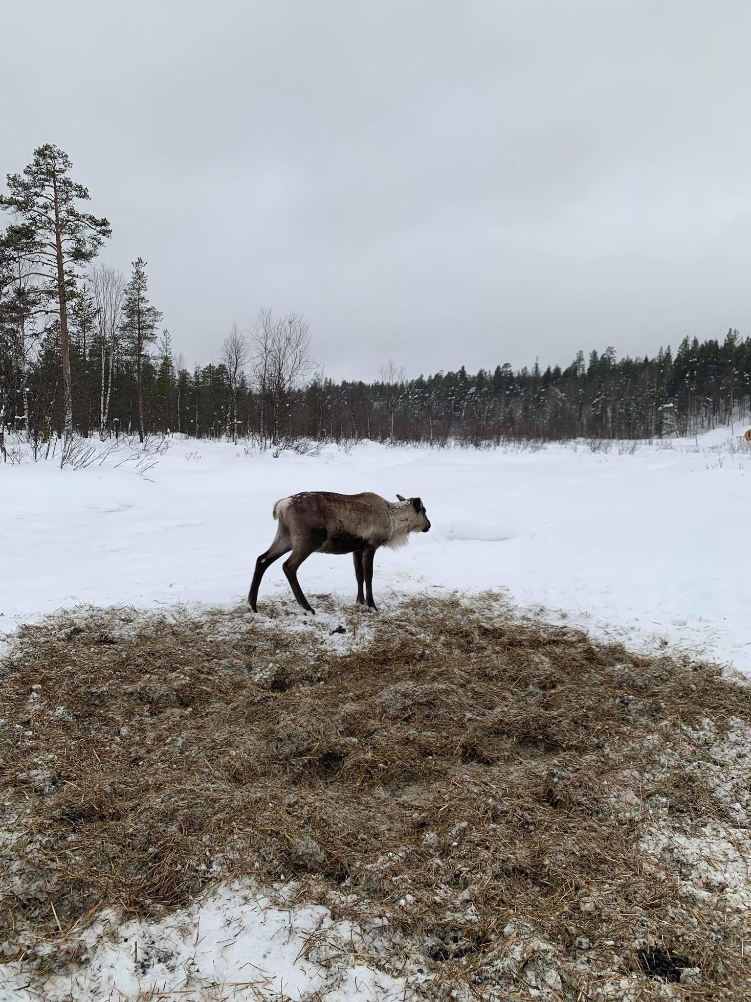 This guy was just chilling and chewing grass on the frozen river.