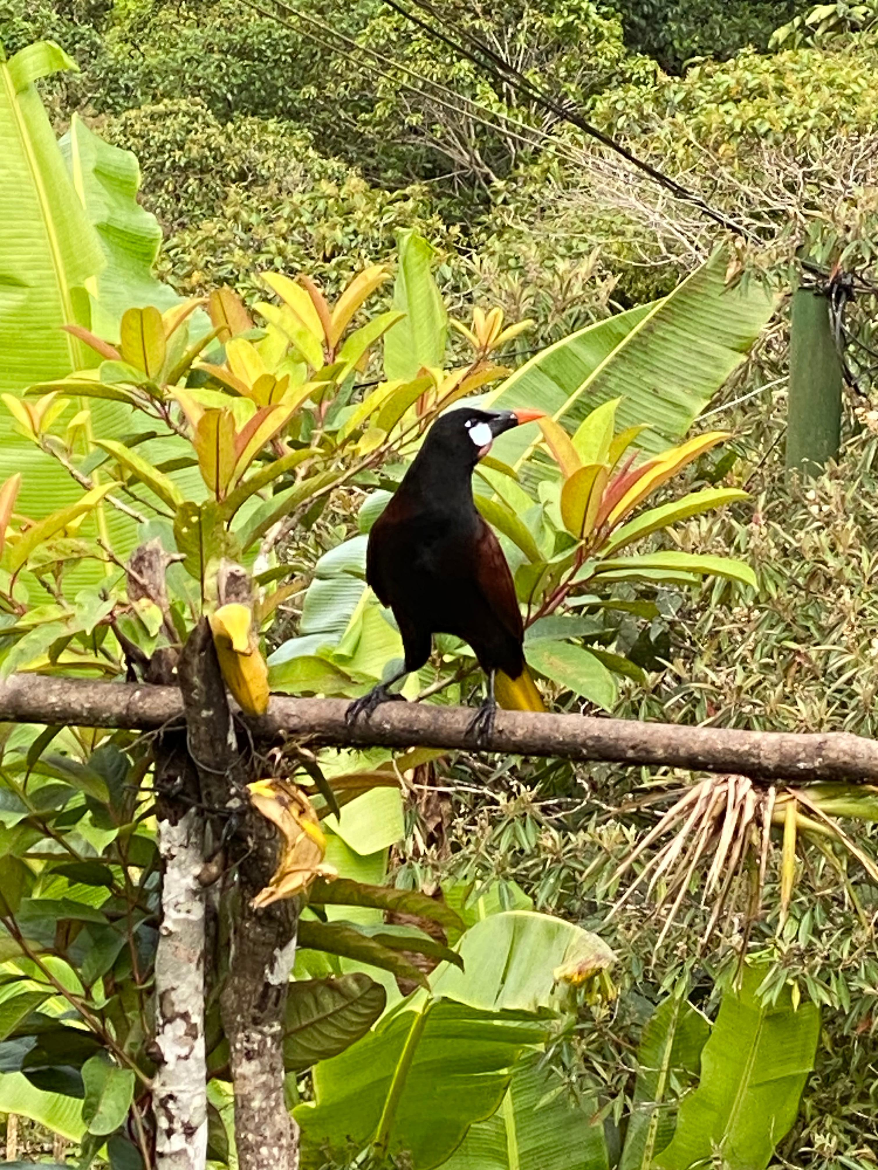 Oropendola