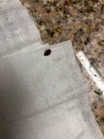 Bed bug or tiny stink bug? I wasn’t comfortable sharing room with either.