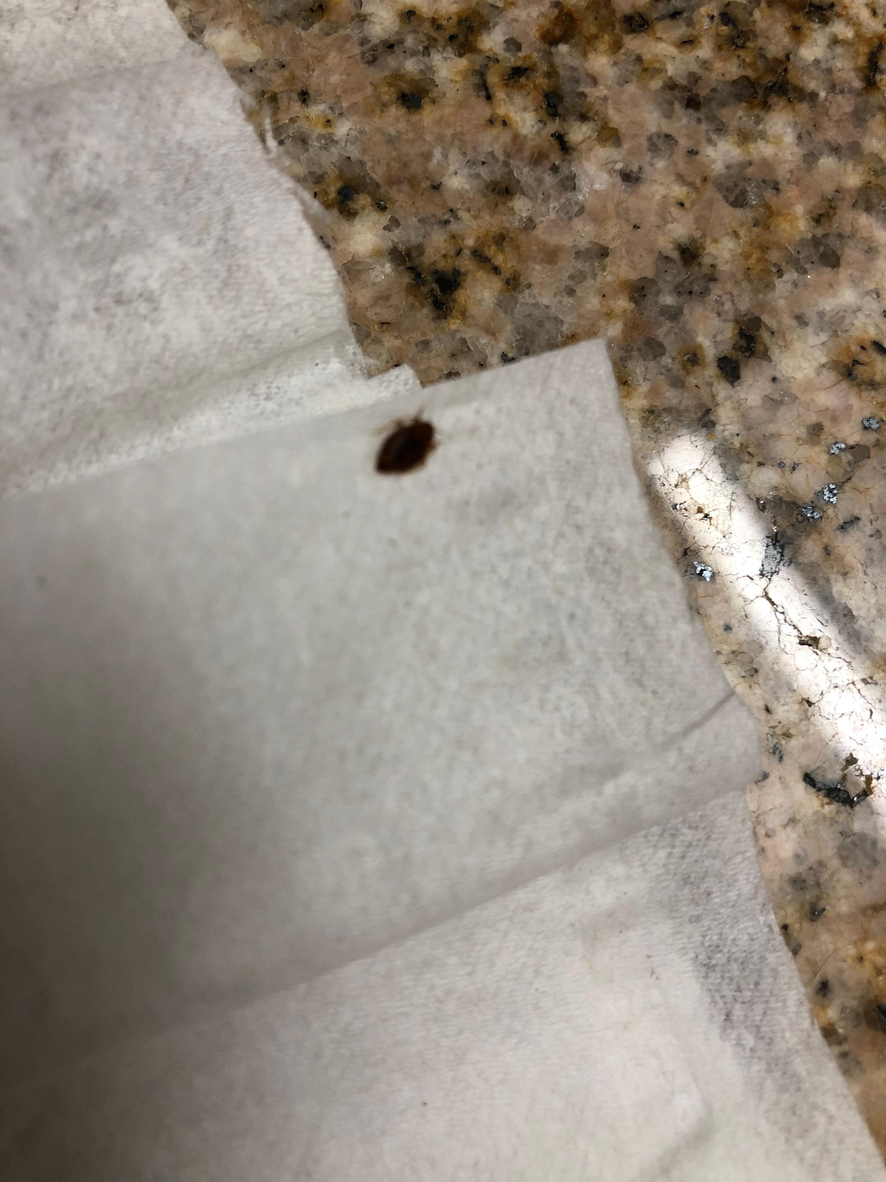 Bed bug or tiny stink bug?  I wasn’t comfortable sharing room with either. 