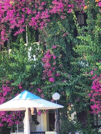 Les bougainvilliers sont présents partout .
