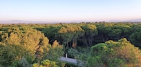 Vu sur la foret depuis notre chambre au 6Úme étage