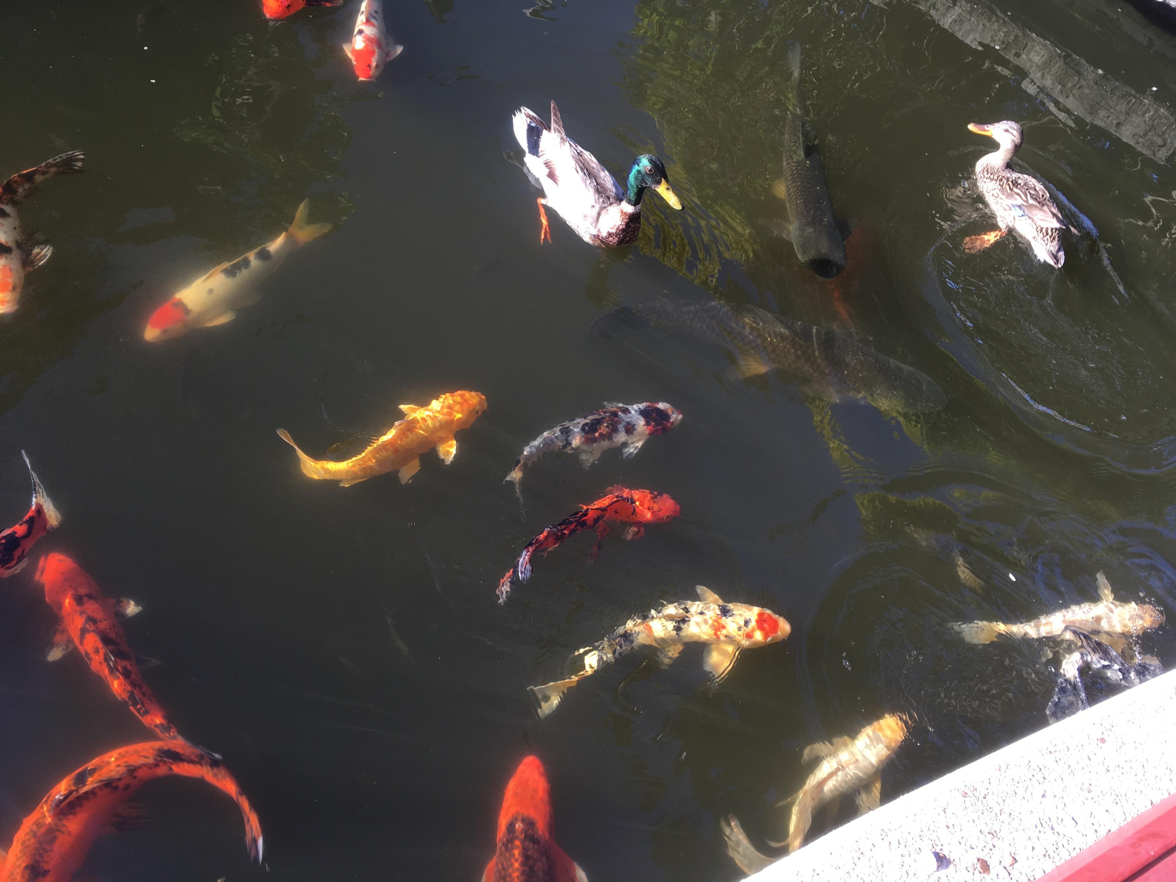 Koi pond in the garden