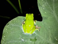 豐富的生態(莫氏樹蛙)