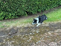 I väntan på att pinnen skall kastas