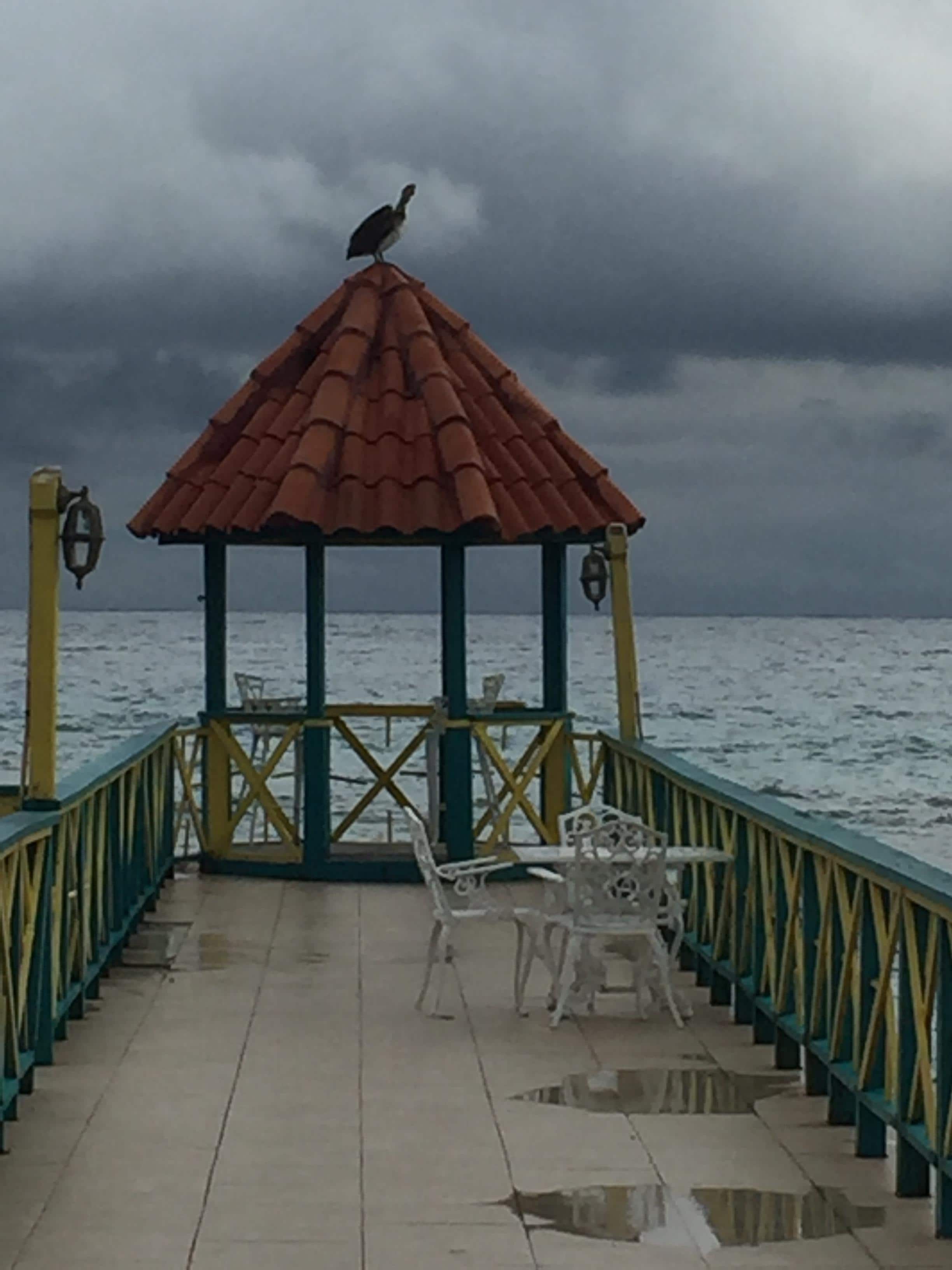 Pelican on the pier