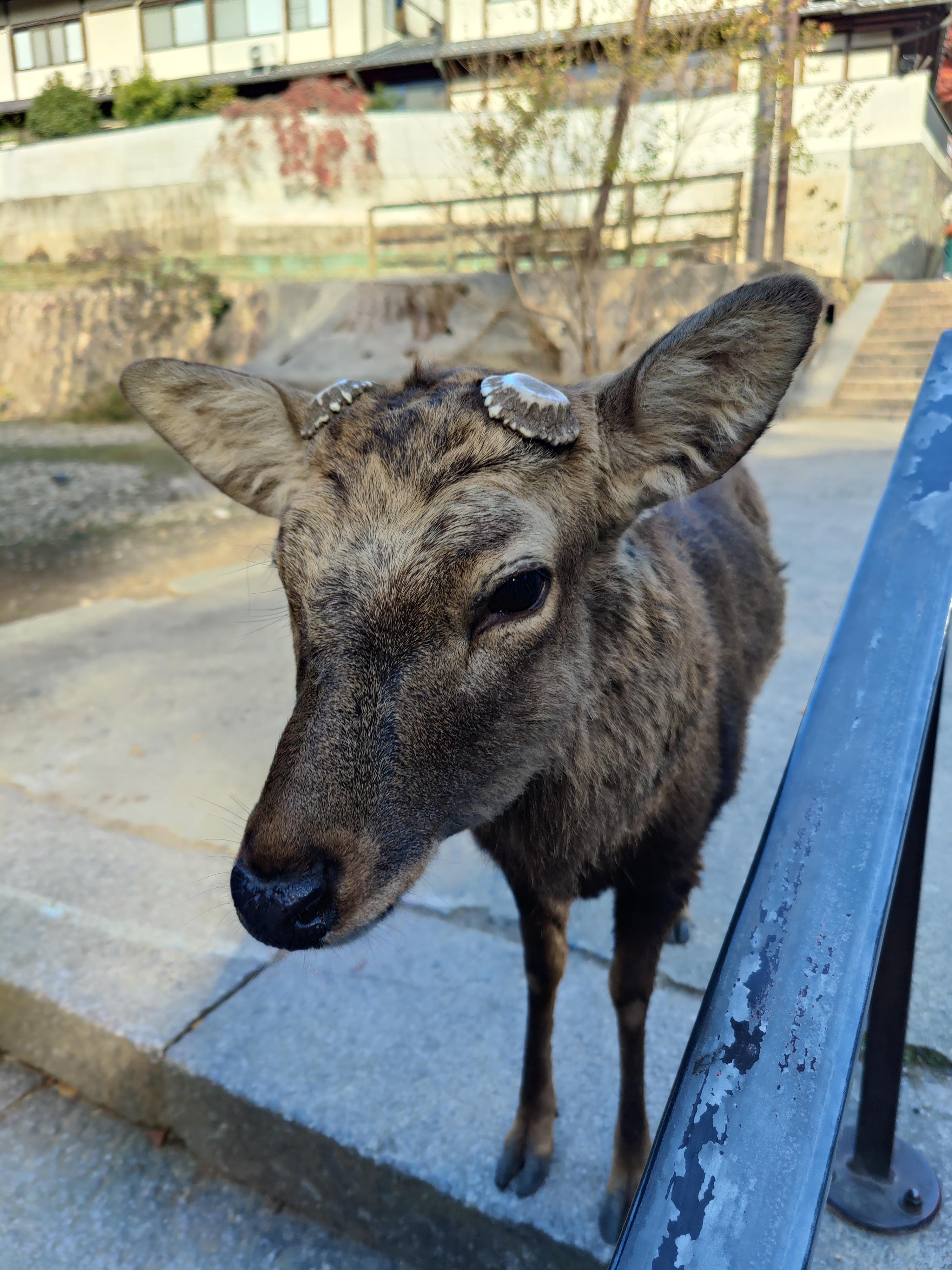 Maskottchen 