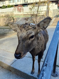 Maskottchen