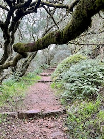 A forest pathway
