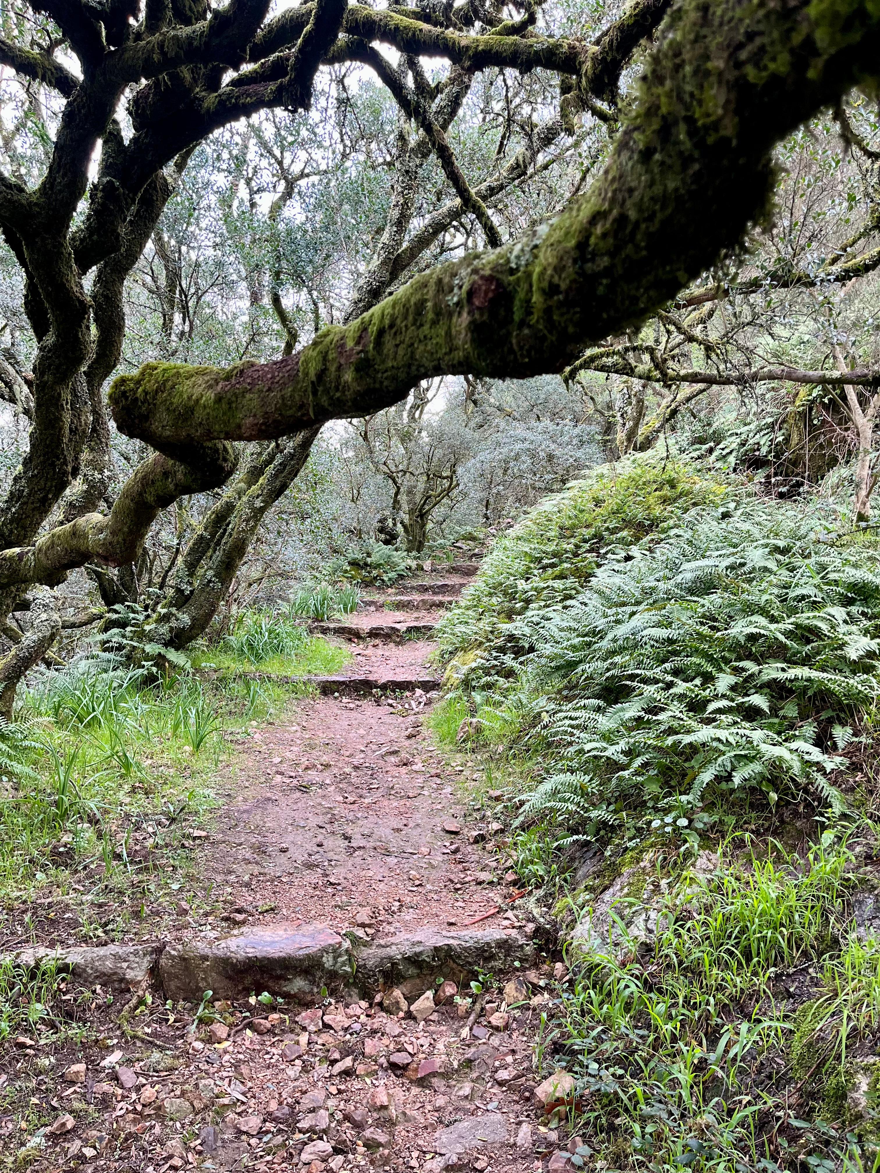 A forest pathway 