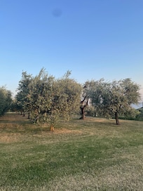 Olive grove