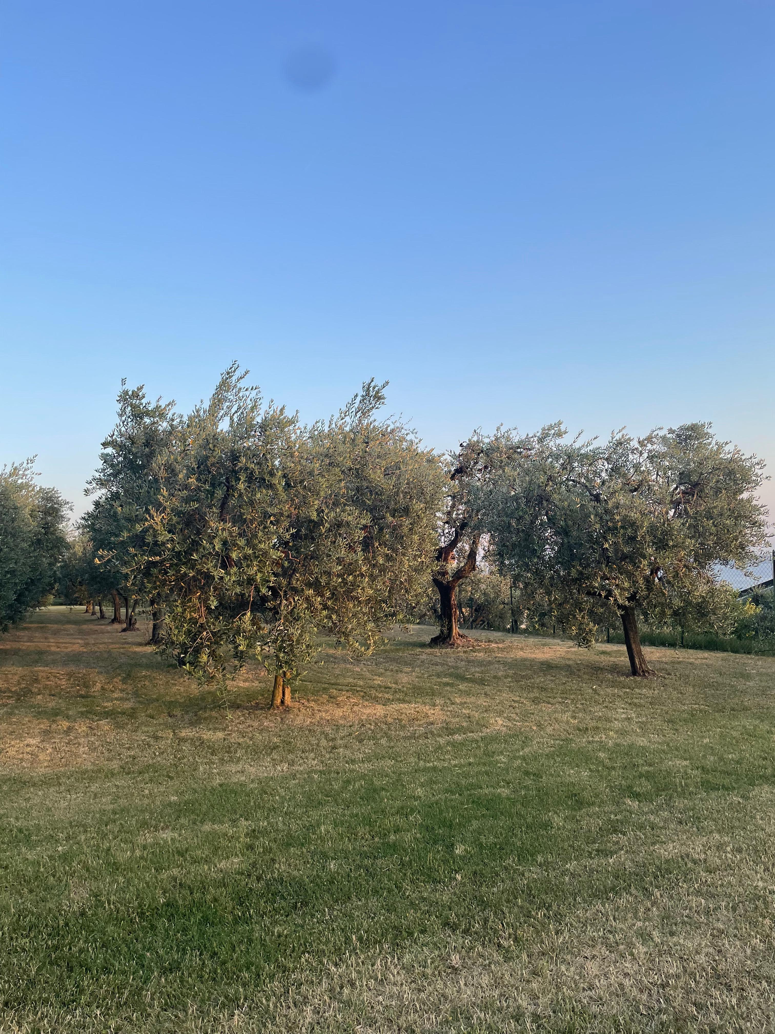 Olive grove 